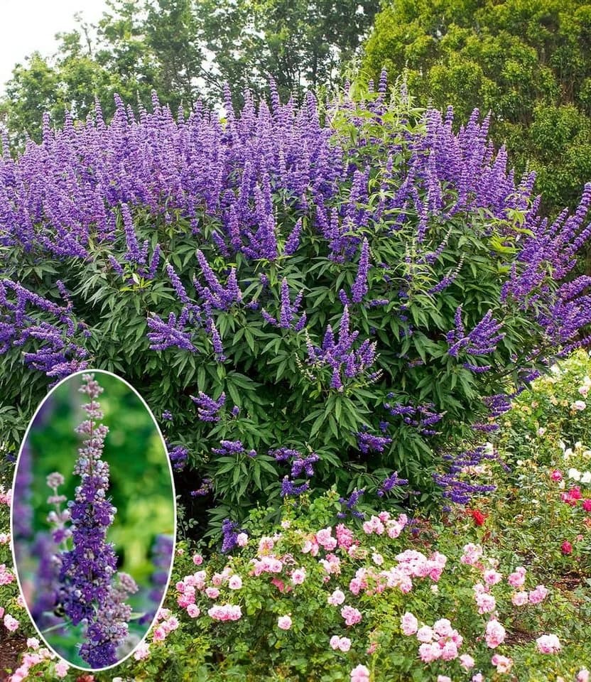 BALDUR Garten Zierstrauch Mönchspfeffer 'Queen Bee®' Sommerflieder - Bild 2