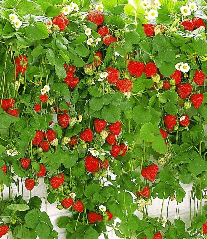 BALDUR Garten Hänge-Erdbeere Hummi® Selbstbefruchtend Winterhart Mehrjährig