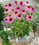 BALDUR Echinacea purpurea 6er-Set Bienenfreundlich Bild 1
