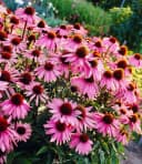 BALDUR Echinacea purpurea 6er-Set Bienenfreundlich Bild 2