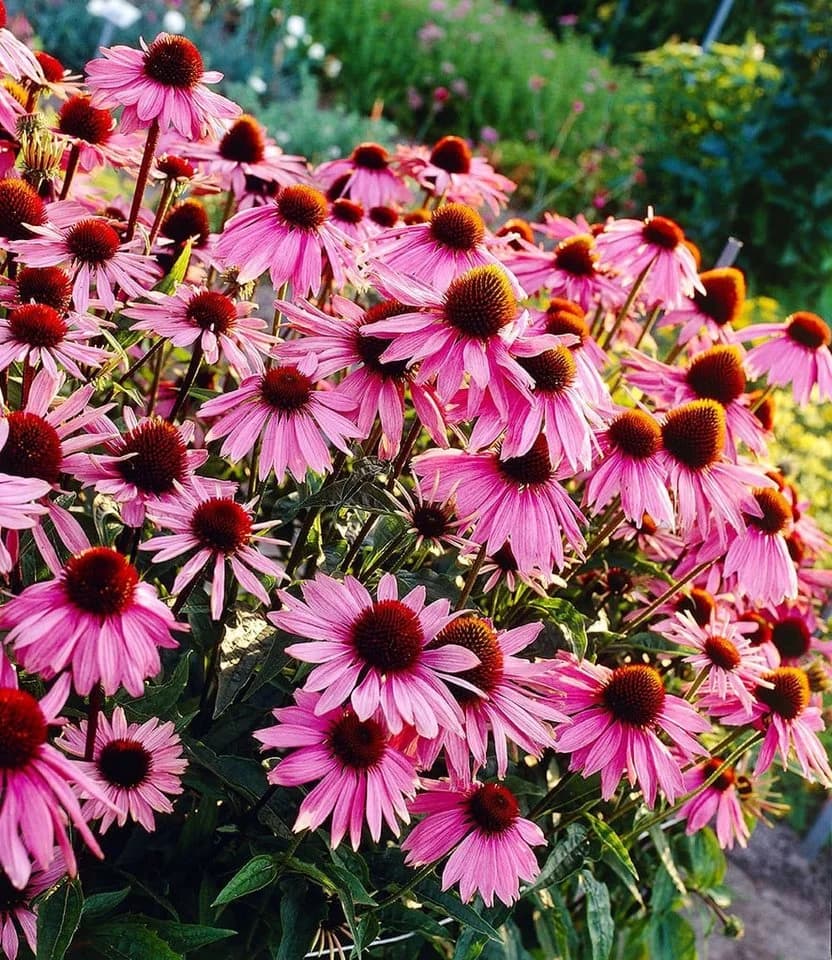 BALDUR Echinacea purpurea 6er-Set Bienenfreundlich - Bild 2