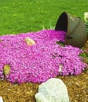 BALDUR Garten Bodendecker Teppichphlox 'Emerald Pink' 6 St. Polsterstauden Bild 1