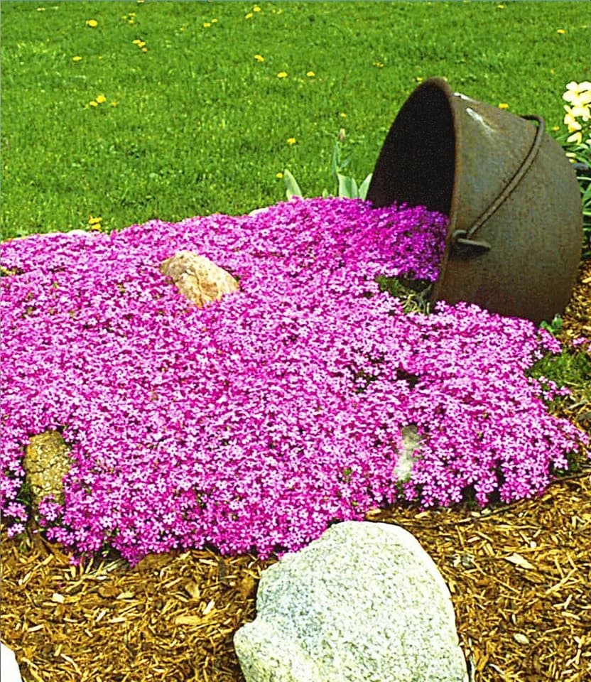 BALDUR Garten Bodendecker Teppichphlox 'Emerald Pink' 6 St. Polsterstauden