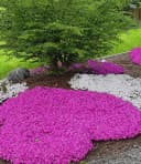 BALDUR Garten Bodendecker Teppichphlox 'Emerald Pink' 6 St. Polsterstauden Bild 2