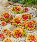 BALDUR Garten Bodendecker Sempervivum 'Gold Nugget®' 6 St. Gold/Grün Bild 1