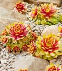 BALDUR Garten Bodendecker Sempervivum 'Gold Nugget®' 6 St. Gold/Grün Bild 2