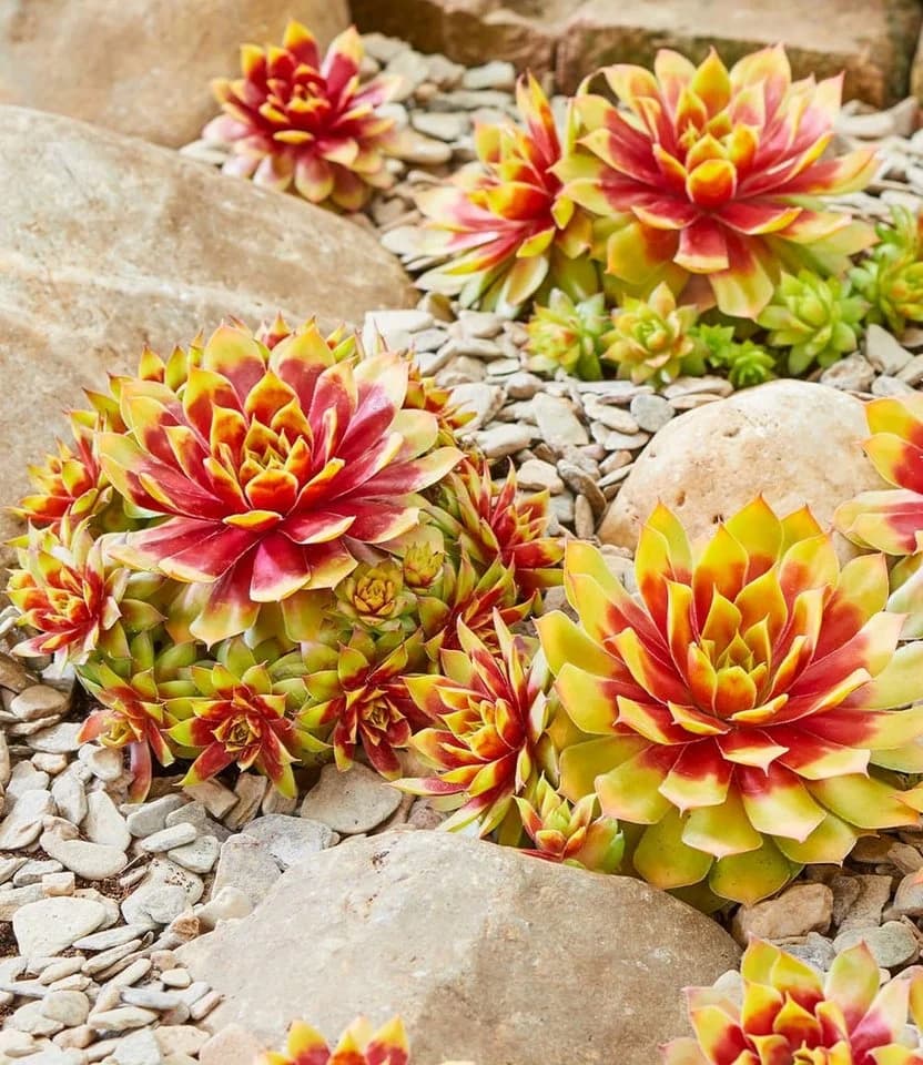 BALDUR Garten Bodendecker Sempervivum 'Gold Nugget®' 6 St. Gold/Grün - Bild 2
