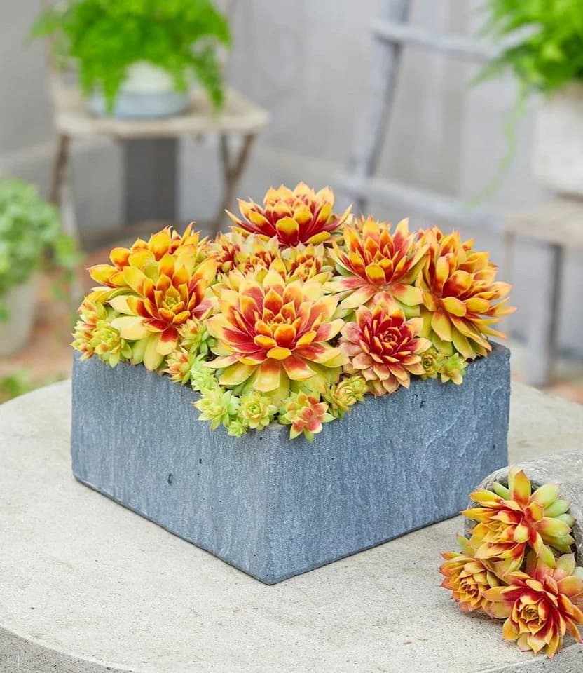 BALDUR Garten Bodendecker Sempervivum 'Gold Nugget®' 6 St. Gold/Grün - Bild 3