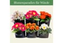 INTERGARDEN Pflanzwand 6 Pflanztöpfe Schwarz Bild 1