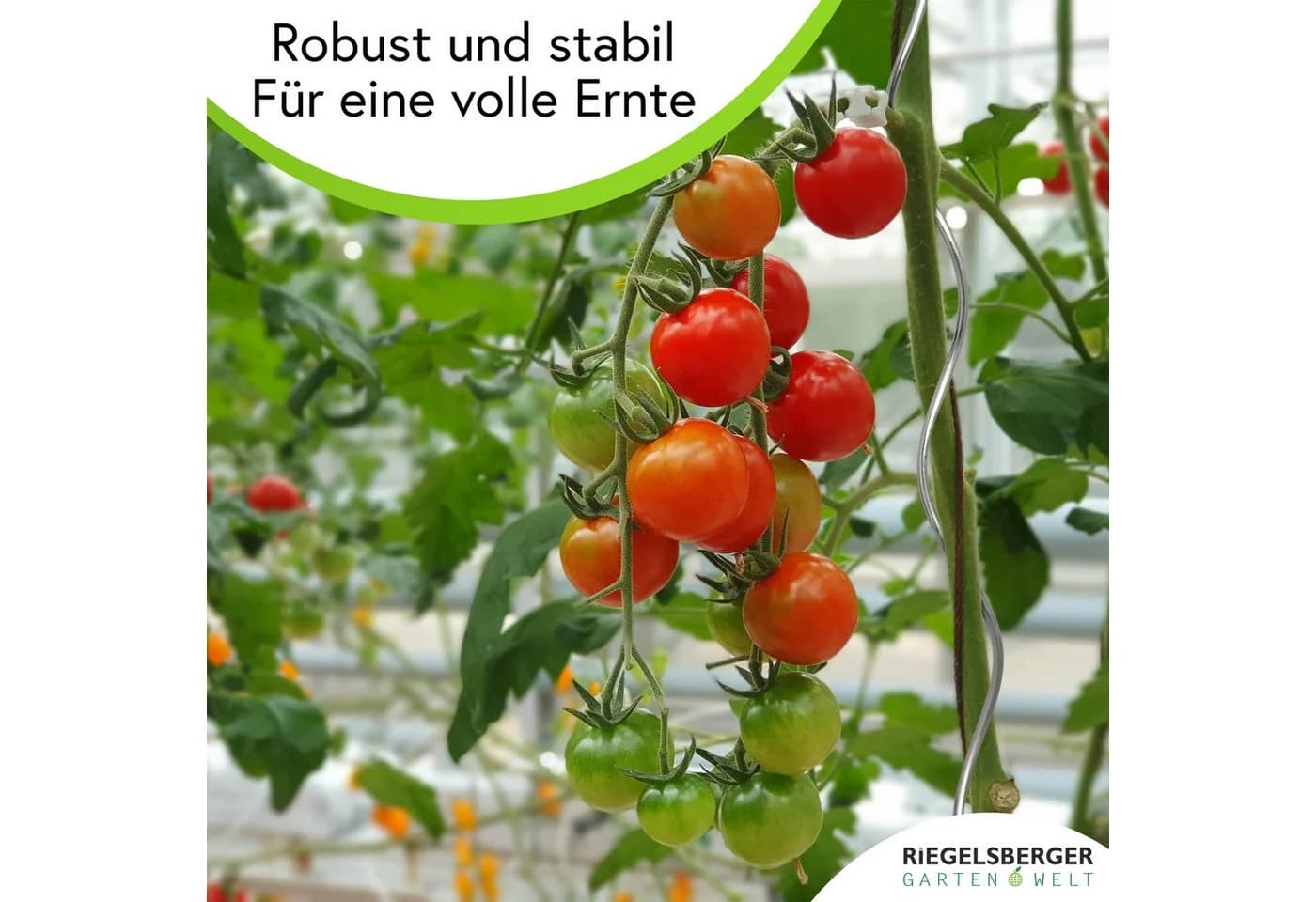 Gartenwelt Riegelsberger Tomatenspirale Stahl Silber - Bild 5