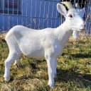 Geschenkestadl Ziegenfigur XL 48cm Tierfigur Garten Bauernhof Bild 4