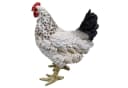 Fachhandel Plus Tierfigur Henne Eva lebensechte Gartenfigur Bild 1