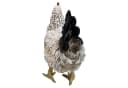 Fachhandel Plus Tierfigur Henne Eva lebensechte Gartenfigur Bild 4