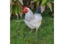 Fachhandel Plus Tierfigur Henne Eva lebensechte Gartenfigur Bild 5