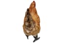Fachhandel Plus Tierfigur Henne Huhn ROSI lebensechte Gartenfigur Bild 4