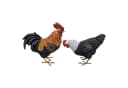Fachhandel Plus Gartenfigur Hahn & Henne Bunt Polyresin Bild 2
