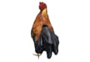Fachhandel Plus Gartenfigur Hahn & Henne Bunt Polyresin Bild 4