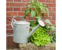 Antikas Gießkanne aus Zink Retro 3,5L Gartenpflege Bild 2