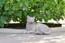 gartendekoparadies.de Gartenfigur Liegende Katze Grau Stein Bild 3