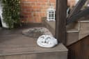 Gartenfigur Lustiges Gesicht Steinkopf Grau Frostsicher Bild 3