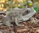 dazikemo Gartenfigur Frosch aus Kunststein Bild 1