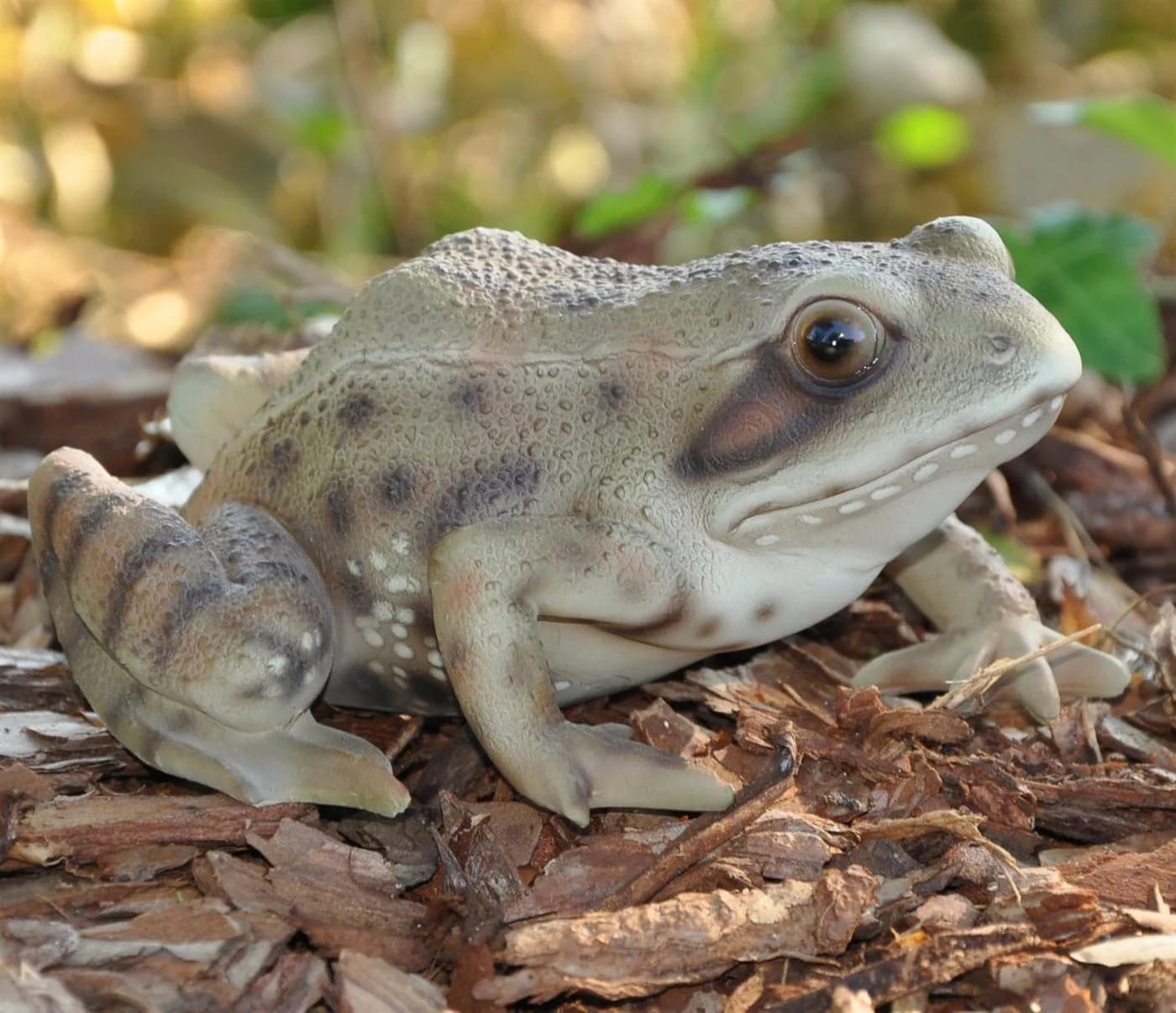 dazikemo Gartenfigur Frosch aus Kunststein