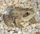 dazikemo Gartenfigur Frosch aus Kunststein Bild 2