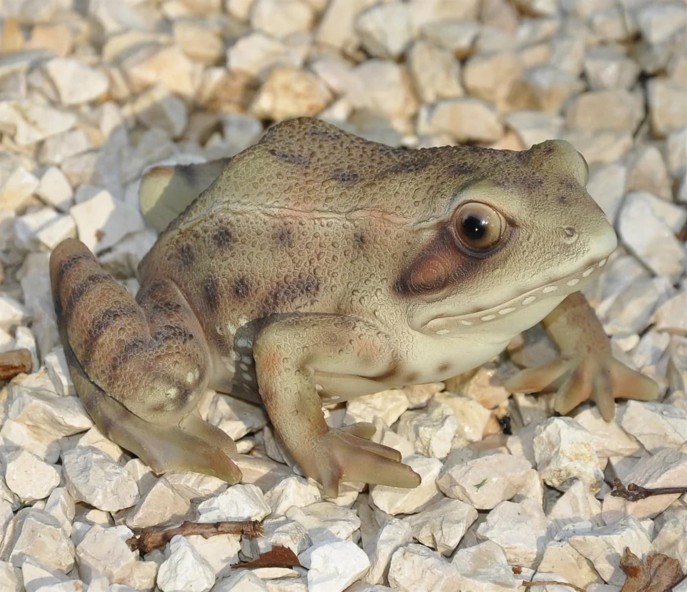 dazikemo Gartenfigur Frosch aus Kunststein - Bild 2