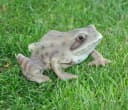dazikemo Gartenfigur Frosch aus Kunststein Bild 3
