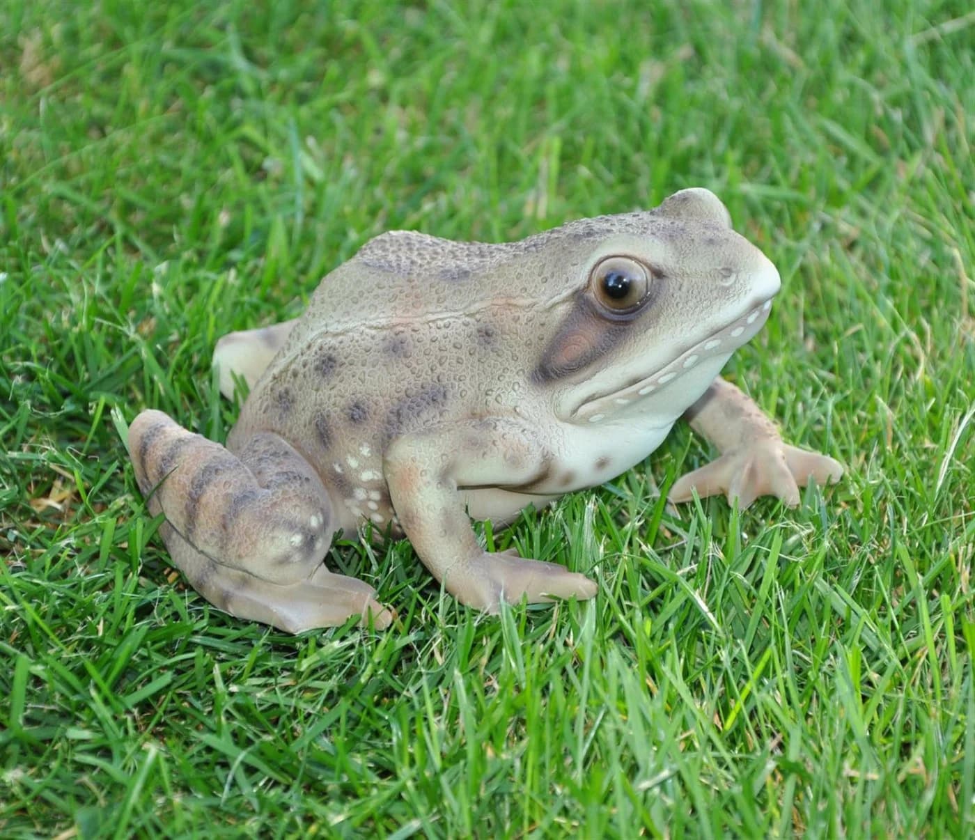 dazikemo Gartenfigur Frosch aus Kunststein - Bild 3
