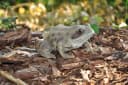 dazikemo Gartenfigur Frosch aus Kunststein Bild 5