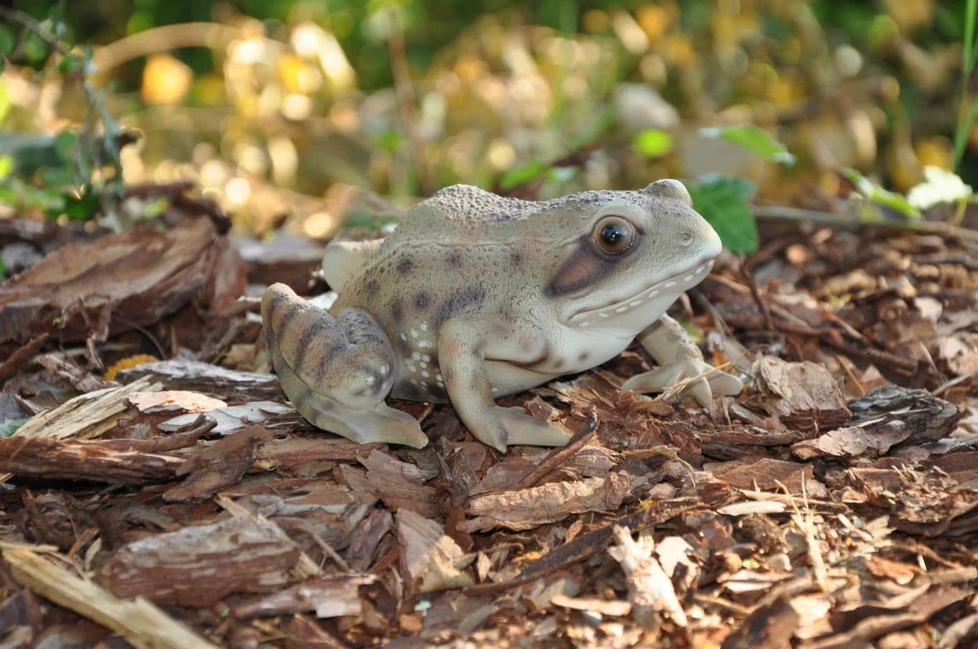 dazikemo Gartenfigur Frosch aus Kunststein - Bild 5