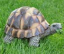 dazikemo Gartenfigur Schildkröte Kunststein Bild 2