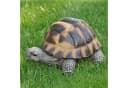 dazikemo Gartenfigur Schildkröte Kunststein Bild 3