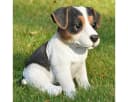 dazikemo Gartenfigur Jack Russel Detailgetreu Kunststein Bild 2