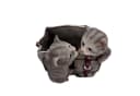 Online-Fuchs Gartenfigur Katzen mit Blumentopf Bild 5