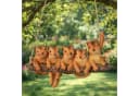 Online-Fuchs Gartenfigur für außen - 5 Eichhörnchen zum Aufhängen Bild 2