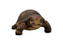 Online-Fuchs Teichfigur Schildkröte 18 cm Kunstharz Beige Bild 3