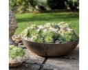 matches21 HOME & HOBBY Blumentopf Pflanzschale Rost-Optik Bild 3