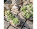 matches21 HOME & HOBBY Blumentopf Pflanzschale Rost-Optik Bild 4