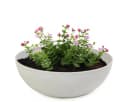 matches21 HOME & HOBBY Blumentopf Grau Wetterfest Bild 2