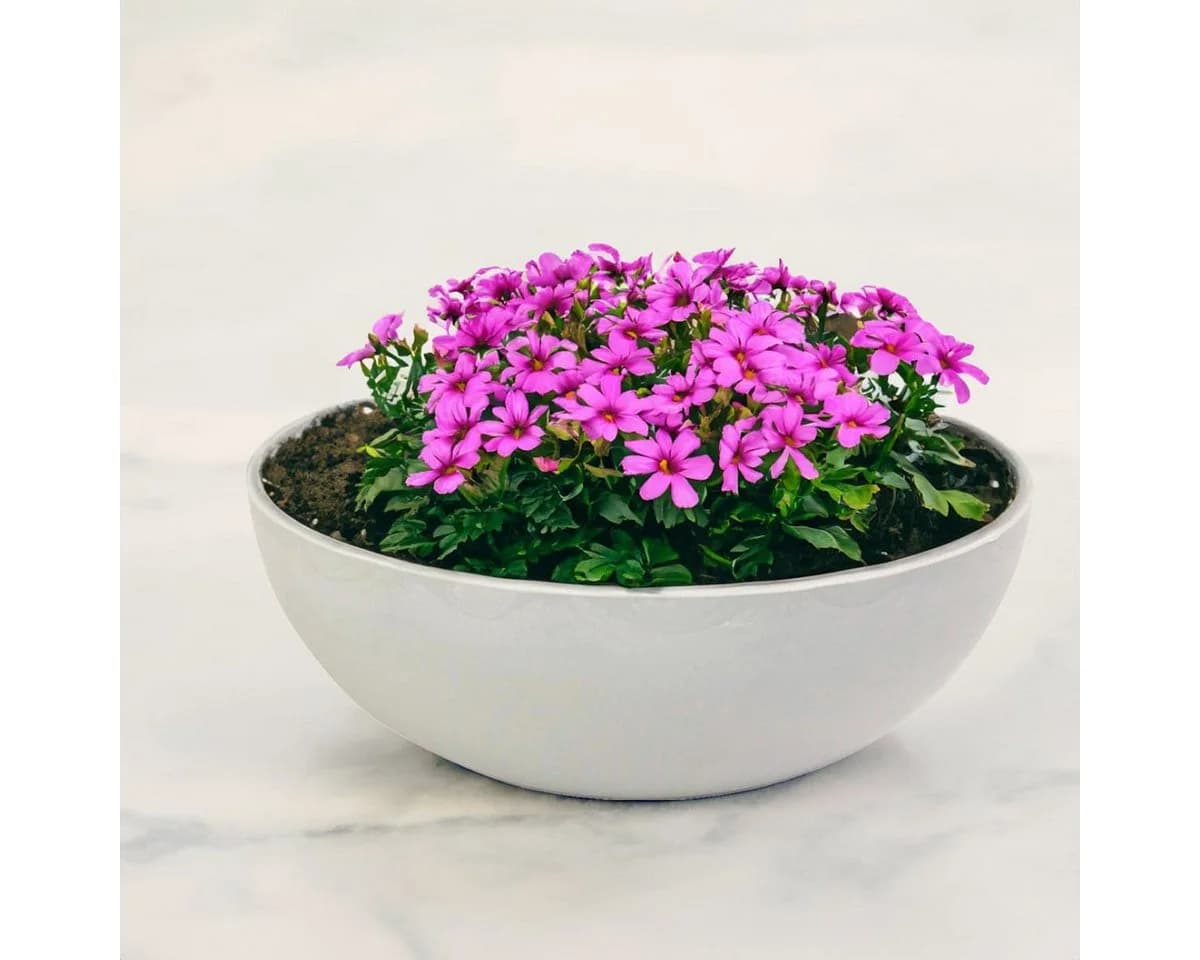 matches21 HOME & HOBBY Blumentopf Grau Wetterfest - Bild 5