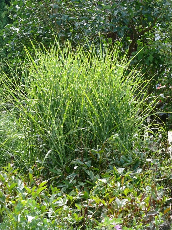 Baumschule Gold Zebrachinaschilf Miscanthus sinensis Zebrinus Ziergras