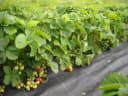 EraGreen Unkrautfolie 1m x 0,5m UV-Stabil Bild 4