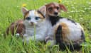 Arnusa Gartenfigur Hund und Katze Dekofigur 34 cm Bild 5