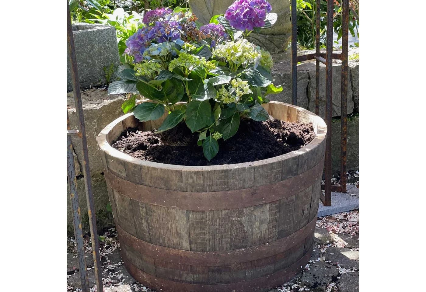 Temesso Pflanzkübel aus schottischem Whiskyfass Eiche - Bild 5