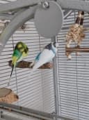 Kork-Deko.de Vogelspielplatz 2er-Pack Vogelsitzstangen Korkeiche Bild 5