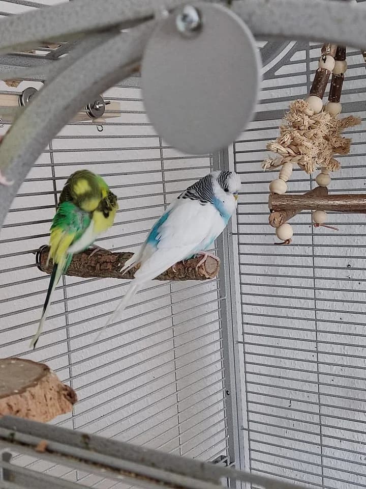 Kork-Deko.de Vogelspielplatz 2er-Pack Vogelsitzstangen Korkeiche - Bild 5