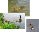 LB H&F Lilienburg Teichfigur 5 Stück Schwimmente Entenfamilie Bild 3