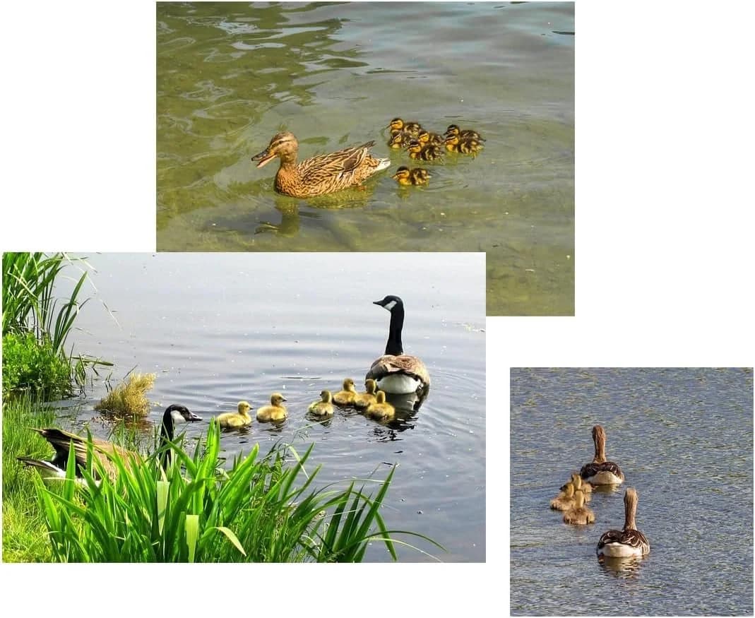 LB H&F Lilienburg Teichfigur 5 Stück Schwimmente Entenfamilie - Bild 3